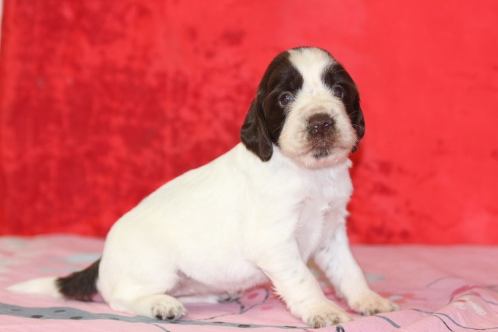 des Diamants Verts - Chiots disponibles - English Springer Spaniel