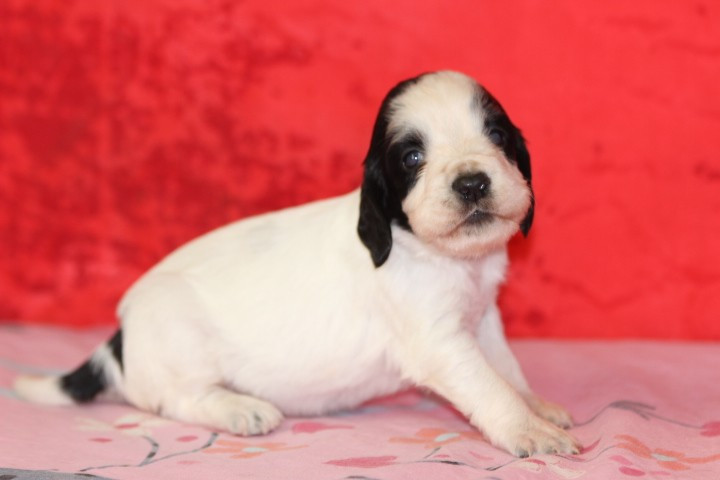 des Diamants Verts - Chiots disponibles - English Springer Spaniel