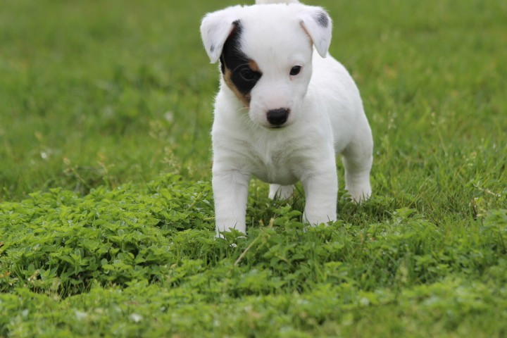 des Diamants Verts - Chiots disponibles - Jack Russell Terrier