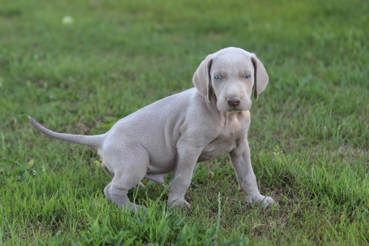 des Diamants Verts - Chiots disponibles - Braque de Weimar