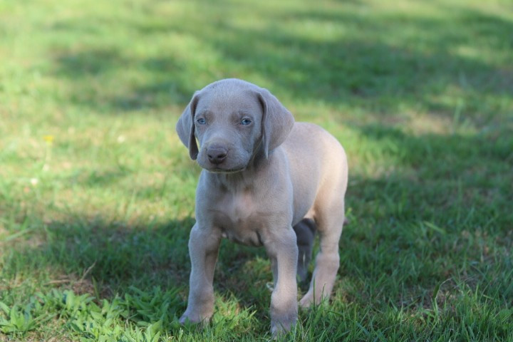 des Diamants Verts - Chiots disponibles - Braque de Weimar