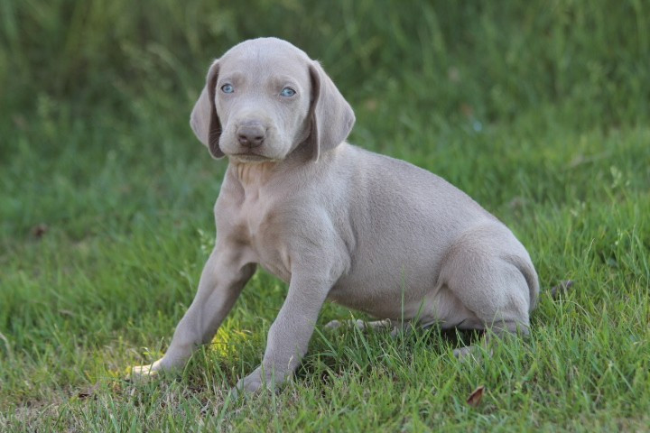 des Diamants Verts - Chiots disponibles - Braque de Weimar