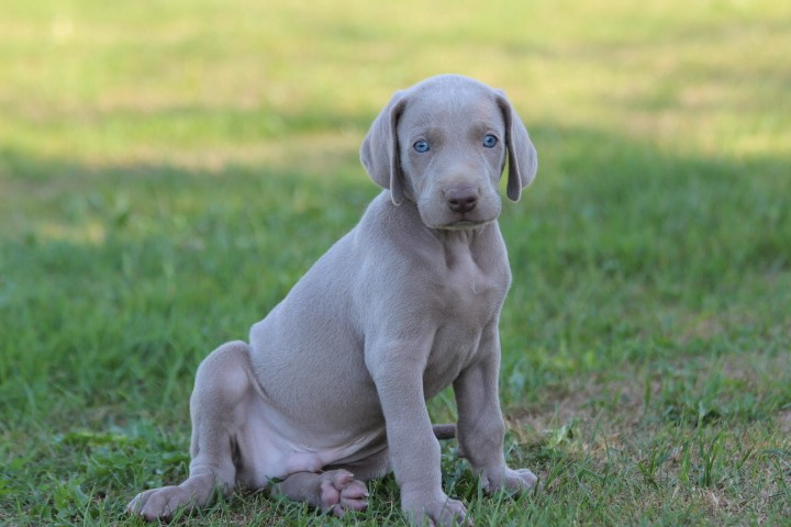 des Diamants Verts - Chiots disponibles - Braque de Weimar