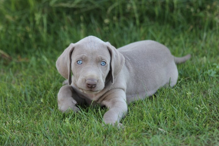 des Diamants Verts - Chiots disponibles - Braque de Weimar