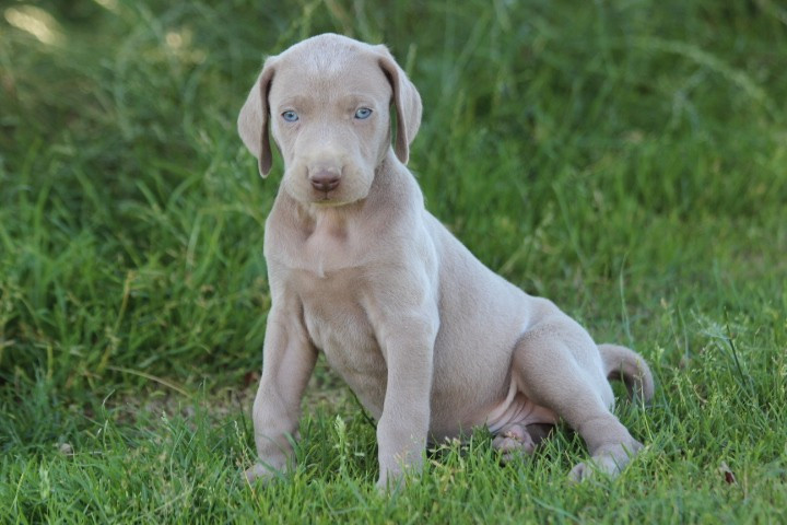 des Diamants Verts - Chiots disponibles - Braque de Weimar
