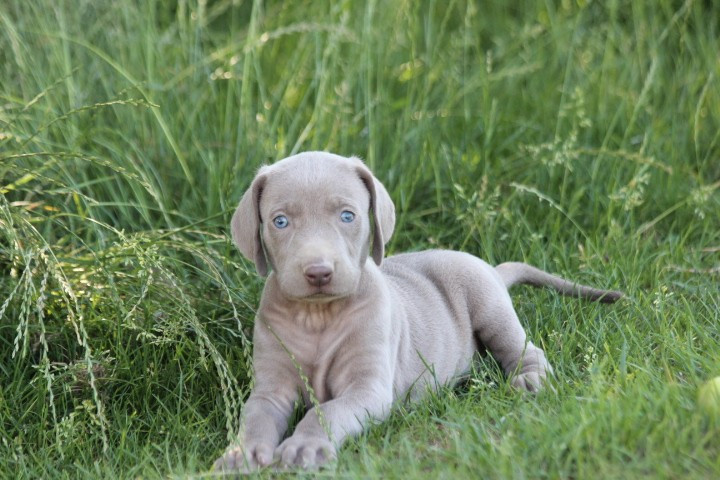 des Diamants Verts - Chiots disponibles - Braque de Weimar