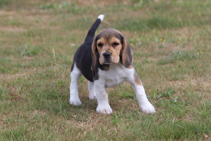 des Diamants Verts - Chiots disponibles - Beagle