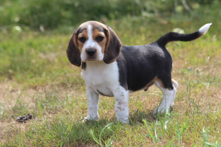 des Diamants Verts - Chiots disponibles - Beagle