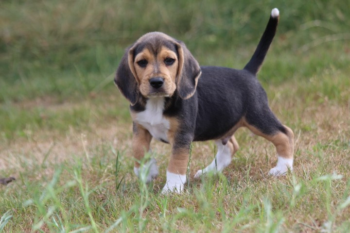 des Diamants Verts - Chiots disponibles - Beagle