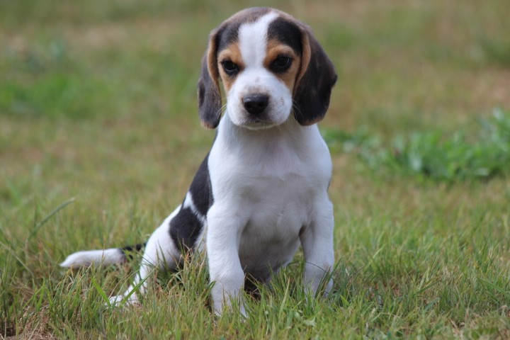 des Diamants Verts - Chiots disponibles - Beagle