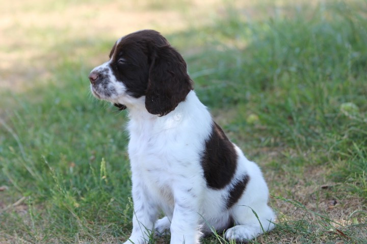 des Diamants Verts - Chiots disponibles - English Springer Spaniel