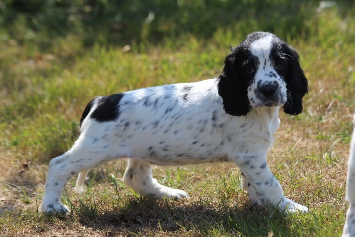 des Diamants Verts - Chiots disponibles - English Springer Spaniel