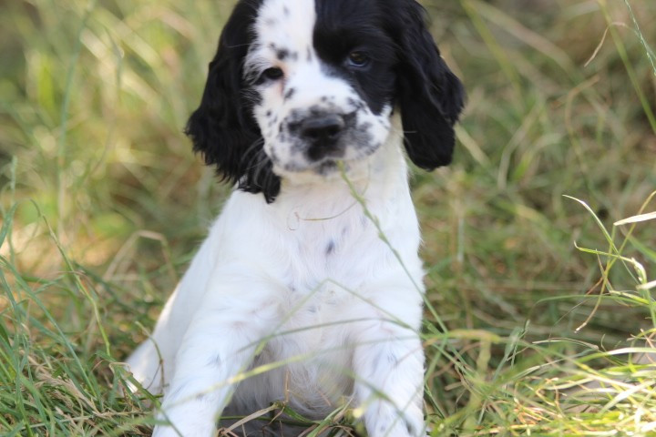 des Diamants Verts - English Springer Spaniel - Portée née le 11/05/2026