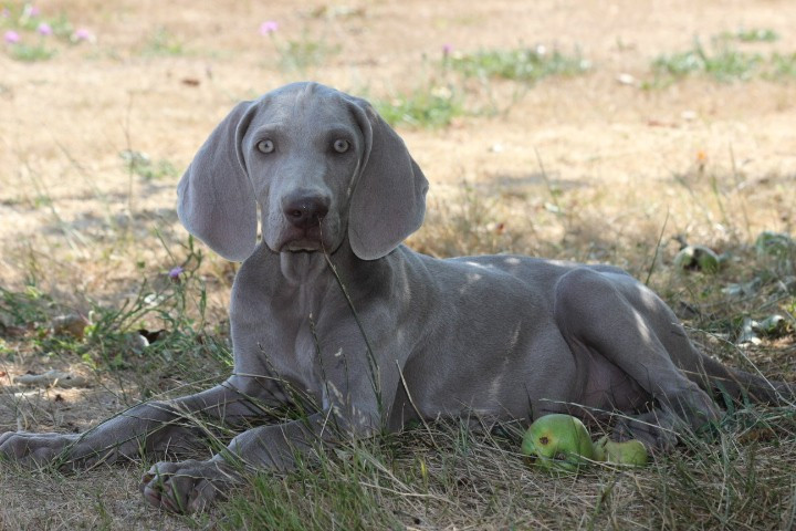 des Diamants Verts - Chiots disponibles - Braque de Weimar