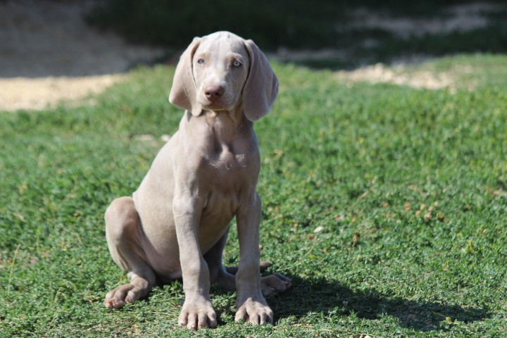 des Diamants Verts - Chiots disponibles - Braque de Weimar