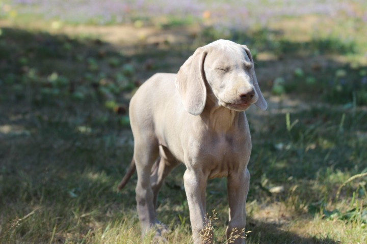 des Diamants Verts - Chiots disponibles - Braque de Weimar