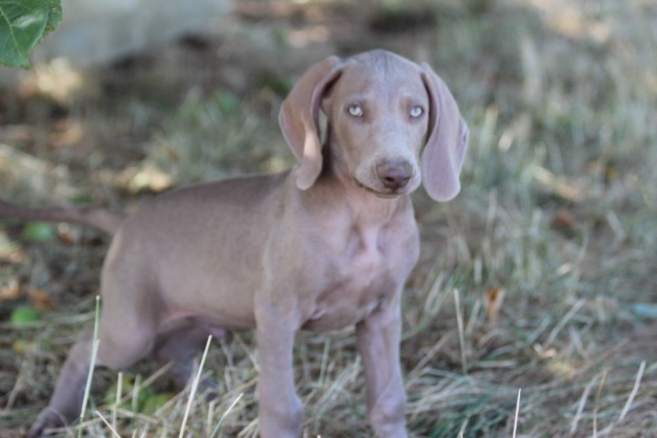 des Diamants Verts - Chiots disponibles - Braque de Weimar