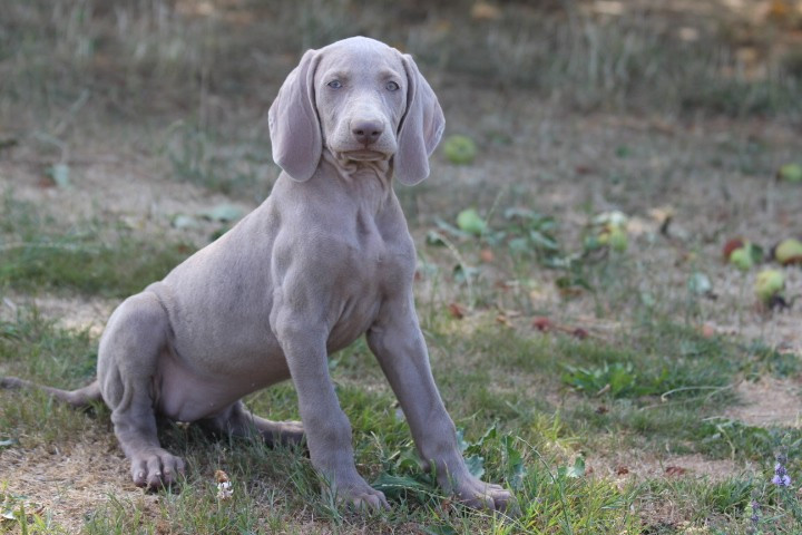 des Diamants Verts - Chiots disponibles - Braque de Weimar