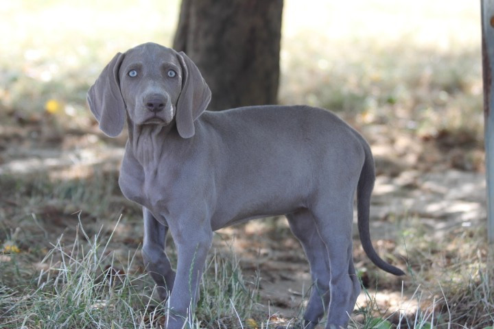 des Diamants Verts - Chiots disponibles - Braque de Weimar