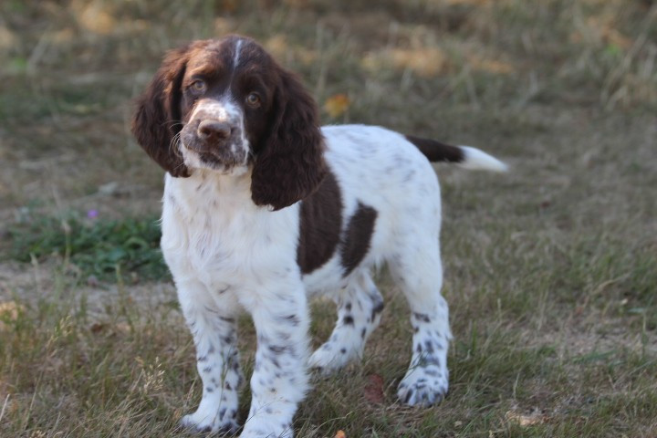 des Diamants Verts - Chiots disponibles - English Springer Spaniel