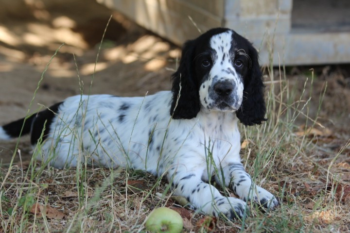 des Diamants Verts - Chiots disponibles - English Springer Spaniel