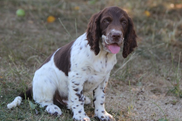 des Diamants Verts - Chiots disponibles - English Springer Spaniel