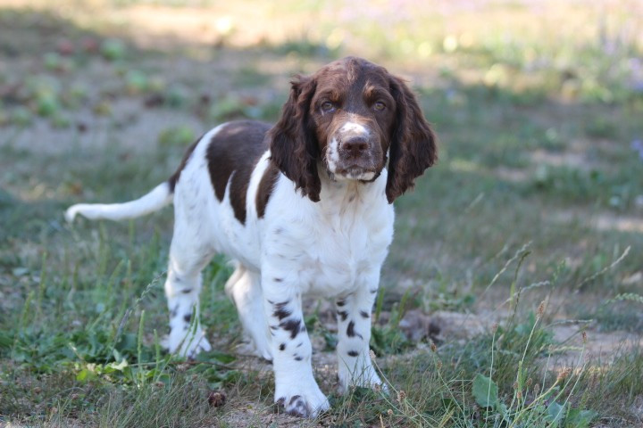 des Diamants Verts - Chiots disponibles - English Springer Spaniel