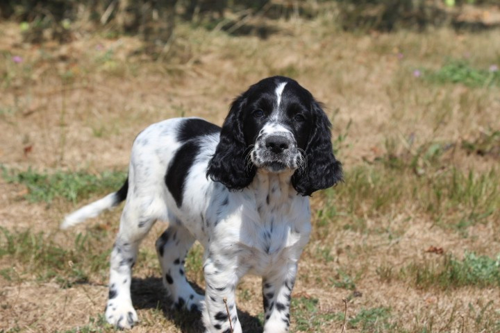 des Diamants Verts - Chiots disponibles - English Springer Spaniel