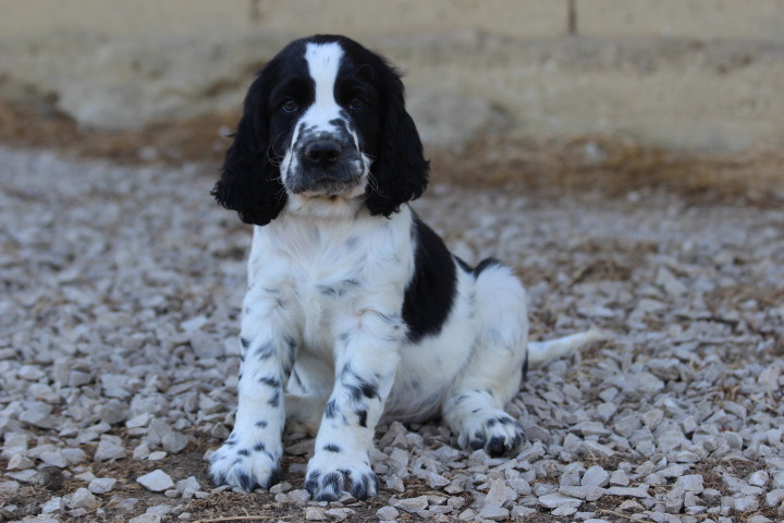 des Diamants Verts - English Springer Spaniel - Portée née le 25/05/2026