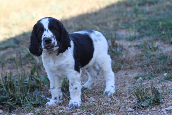 des Diamants Verts - Chiots disponibles - English Springer Spaniel