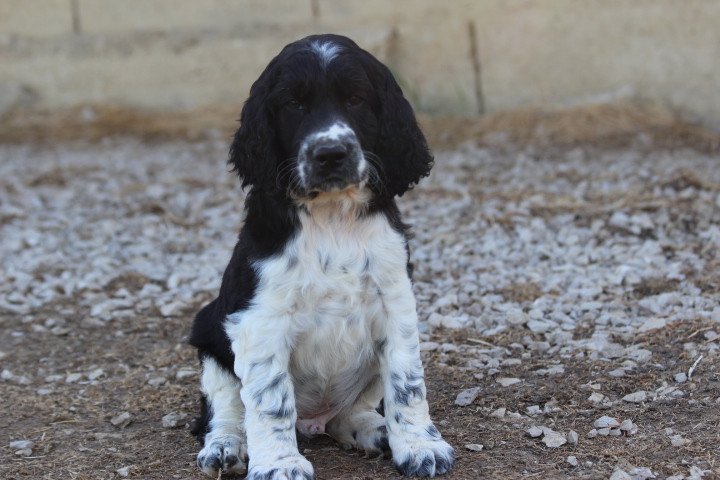 des Diamants Verts - Chiots disponibles - English Springer Spaniel