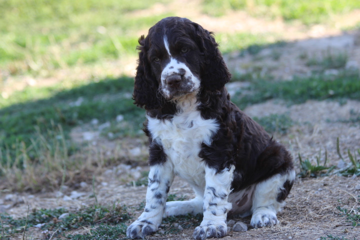 des Diamants Verts - Chiots disponibles - English Springer Spaniel