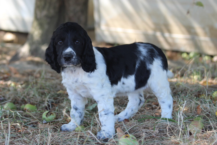 des Diamants Verts - Chiots disponibles - English Springer Spaniel