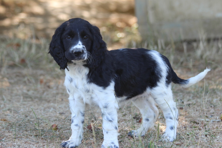 des Diamants Verts - Chiots disponibles - English Springer Spaniel