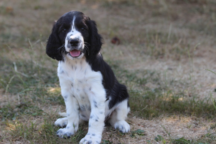 des Diamants Verts - Chiots disponibles - English Springer Spaniel