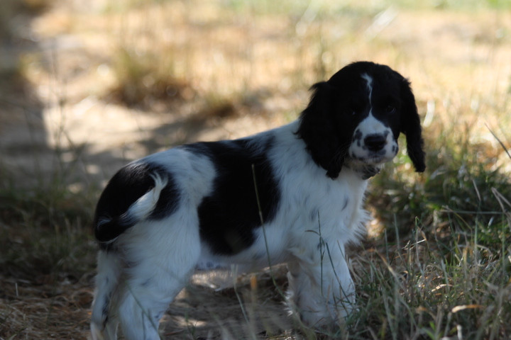 des Diamants Verts - Chiots disponibles - English Springer Spaniel