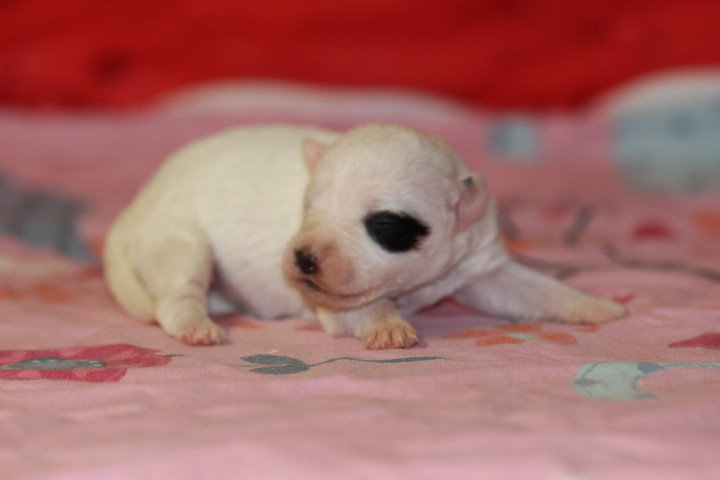Chiot Jack Russell Terrier des Diamants Verts