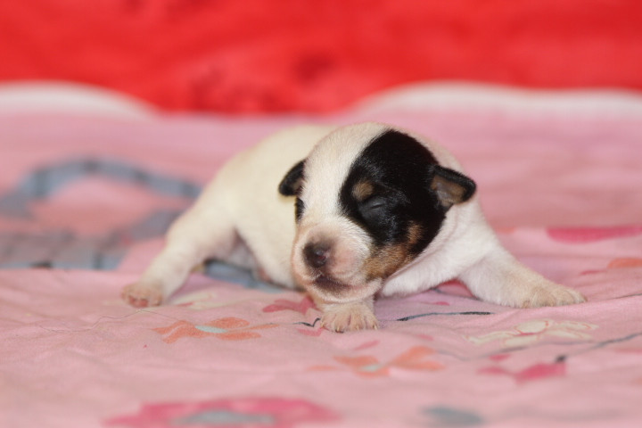 des Diamants Verts - Chiots disponibles - Jack Russell Terrier