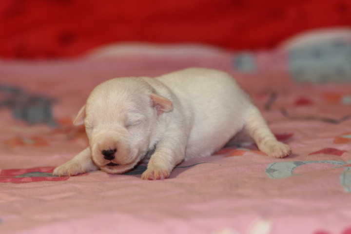 des Diamants Verts - Chiots disponibles - Jack Russell Terrier