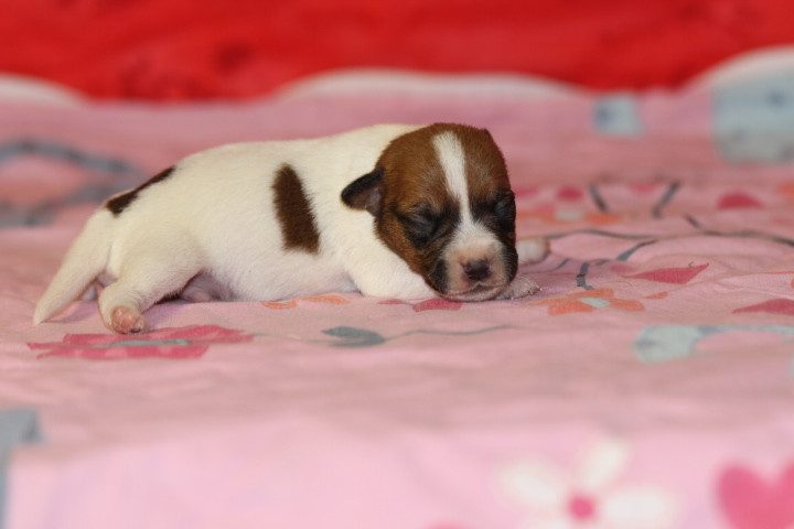 des Diamants Verts - Chiots disponibles - Jack Russell Terrier
