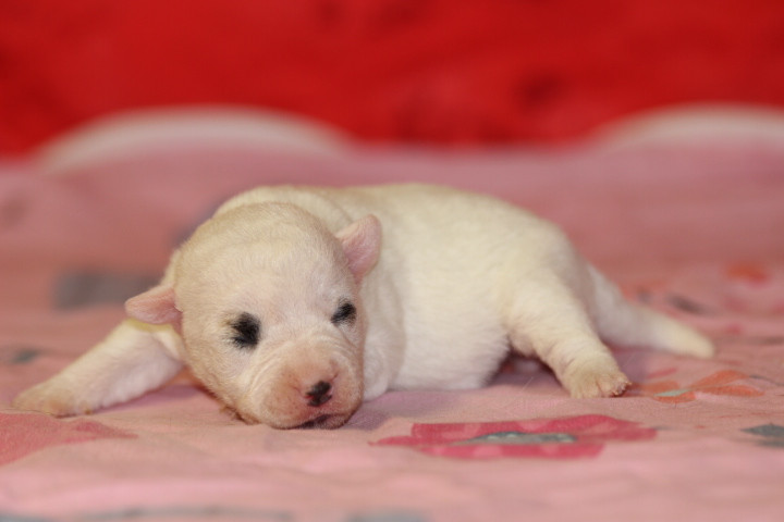 des Diamants Verts - Chiots disponibles - Jack Russell Terrier