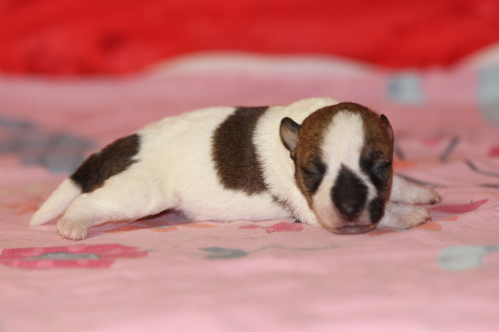 des Diamants Verts - Chiots disponibles - Jack Russell Terrier