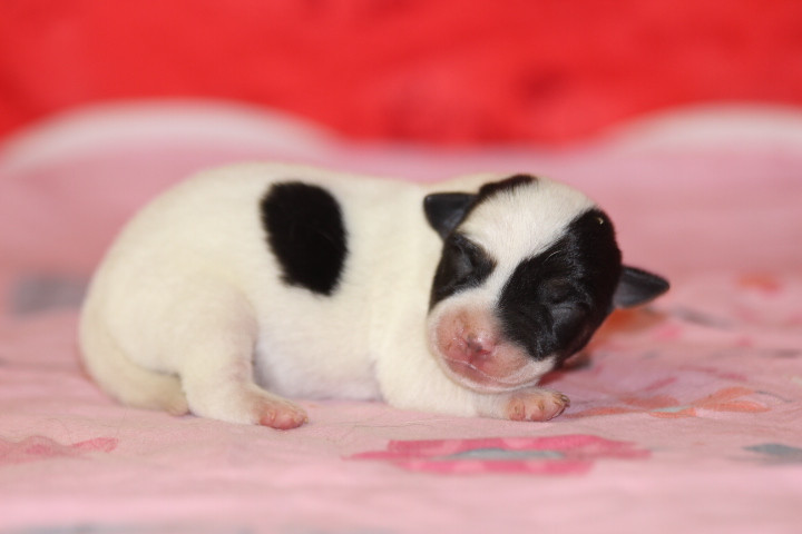 Chiot Jack Russell Terrier des Diamants Verts