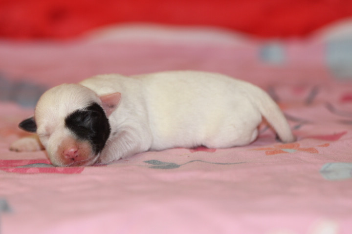 des Diamants Verts - Chiots disponibles - Jack Russell Terrier