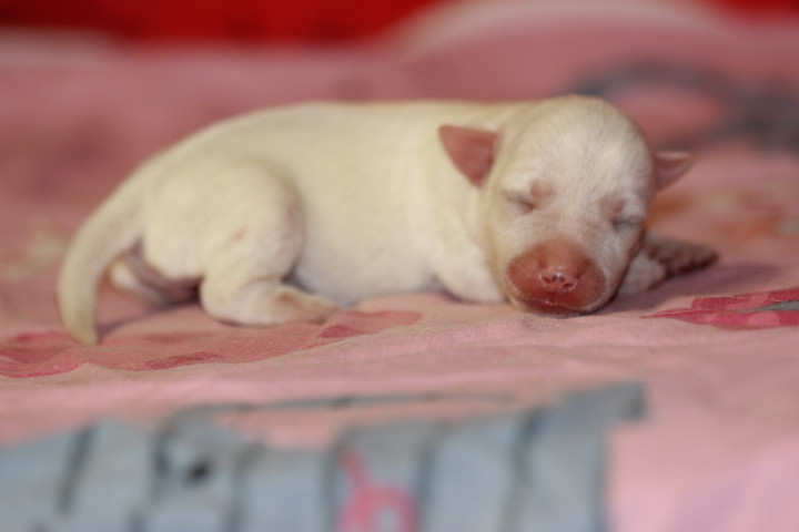 des Diamants Verts - Chiots disponibles - Jack Russell Terrier