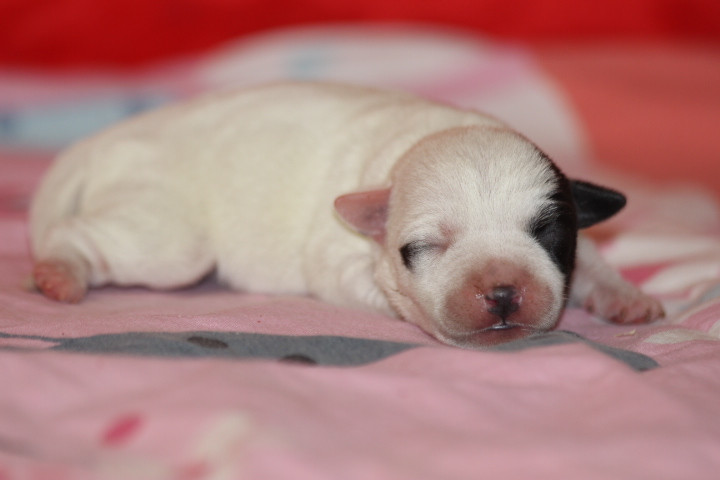 des Diamants Verts - Chiots disponibles - Jack Russell Terrier