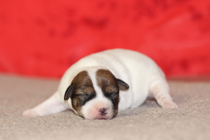 des Diamants Verts - Chiots disponibles - Jack Russell Terrier