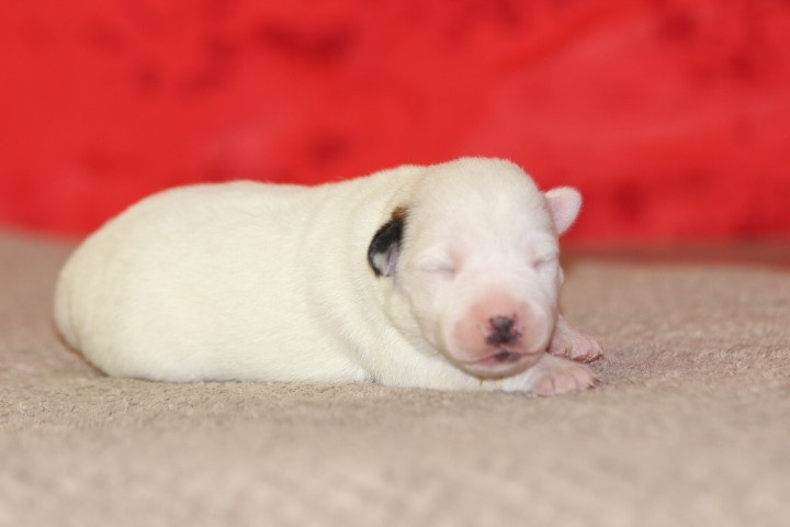 des Diamants Verts - Chiots disponibles - Jack Russell Terrier
