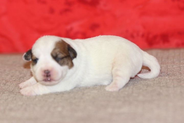 des Diamants Verts - Chiots disponibles - Jack Russell Terrier