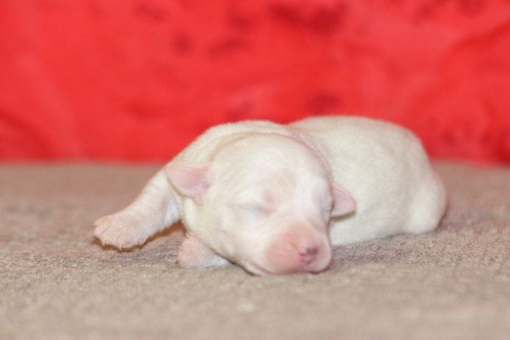 des Diamants Verts - Chiots disponibles - Jack Russell Terrier